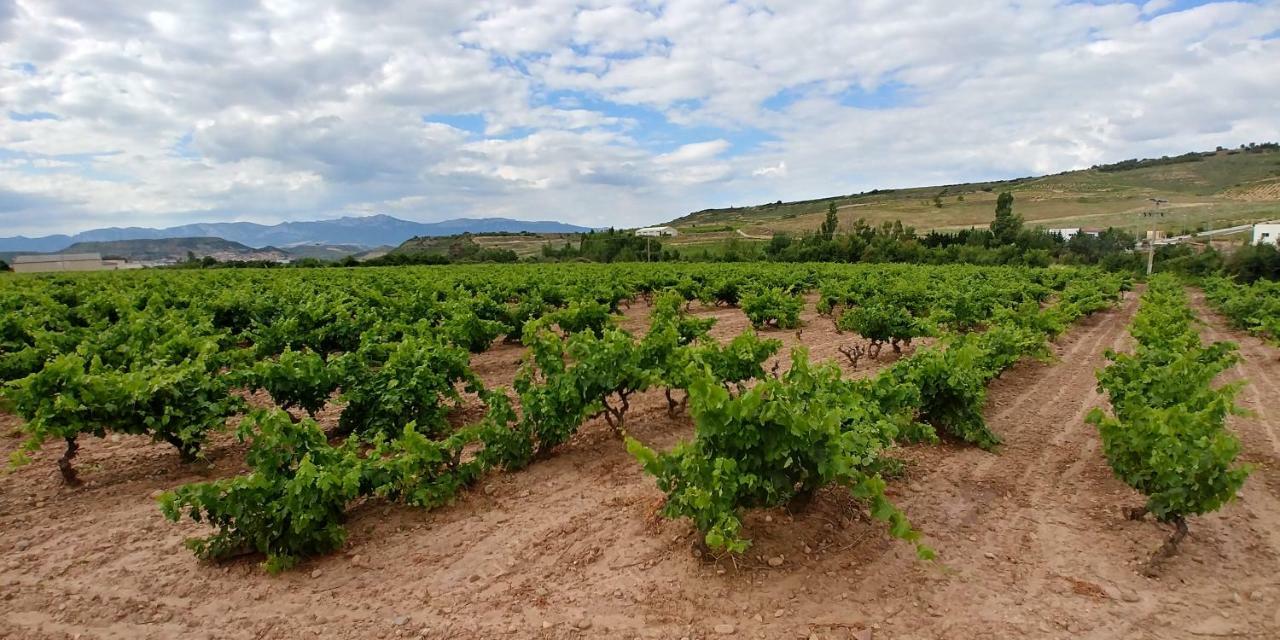Fuenmayor Apartamento Entrevinas En El Corazon De La Rioja מראה חיצוני תמונה